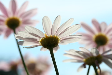 Image showing Flowers