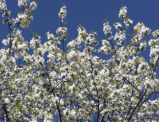 Image showing lots of twigs full with white blossoms