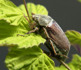 Image showing may beetle sitting on a twig