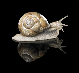 Image showing Grapevine snail on black