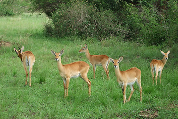 Image showing Uganda Kobs in green vegetation