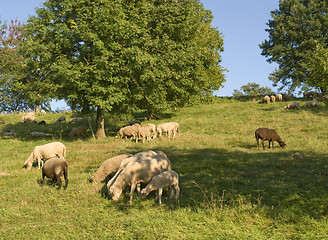 Image showing grazing sheep in sunny ambiance