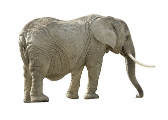 Image showing african elephant