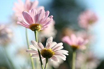 Image showing Flowers