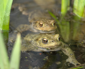 Image showing common toads in a pond