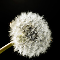 Image showing dandelion blowball in black back