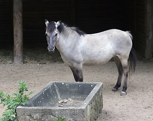 Image showing Tarpan in farming ambiance