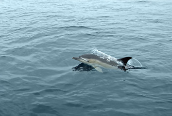 Image showing dolphin in the sea