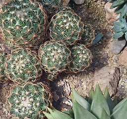 Image showing cacti and succulents