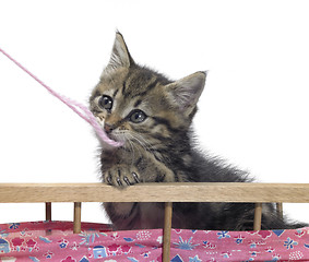 Image showing kitten and pink wool