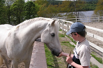 Image showing Boy & White horse