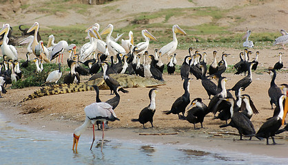 Image showing birds and crocodile waterside in Uganda