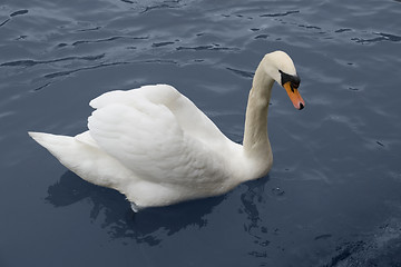 Image showing sswimming swan