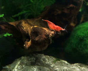 Image showing red fresh water shrimp