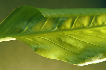 Image showing fresh green spring leaf