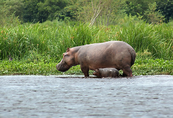 Image showing Hippo calf and cow in Uganda