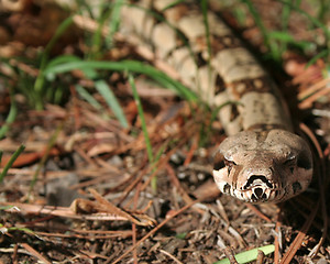 Image showing Columbian Red-Tailed Boa