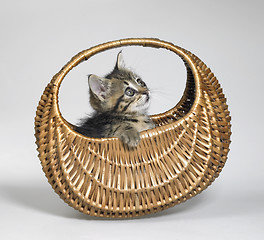 Image showing kitten looking up in small basket