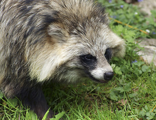 Image showing Raccoon Dog portrait