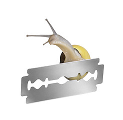 Image showing Grove snail and razor blade