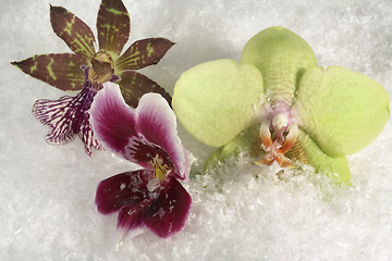 Image showing three orchids and snow