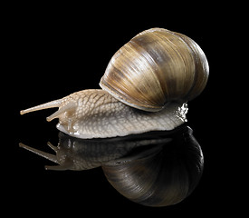 Image showing Grapevine snail on black