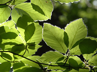 Image showing sunny illuminated spring leaves