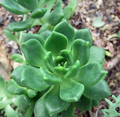 Image showing succulent plant detail