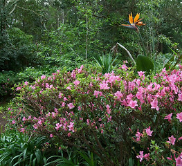 Image showing flourish vegetation at the Azores