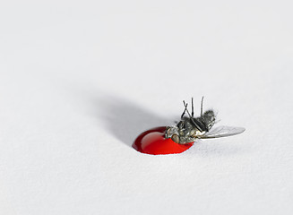 Image showing distend dead of a fly