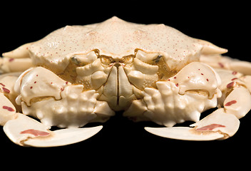 Image showing low angle moon crab detail