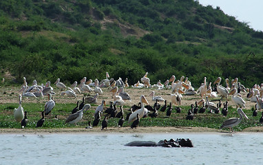 Image showing lots of african birds riverside