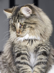 Image showing Norwegian Forest Cat portrait