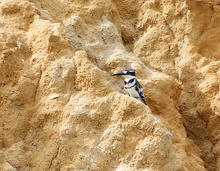 Image showing Kingfisher on earthy ground