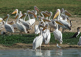 Image showing lots of Great White Pelicans