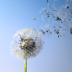 Image showing dandelion blowball and flying seeds