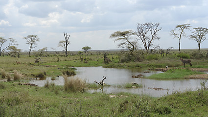 Image showing water hole in the african Serengeti