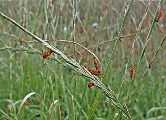 Image showing lots of soldier beetles