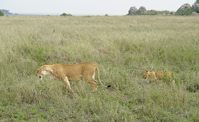 Image showing savannah scenery with adult and young Lion