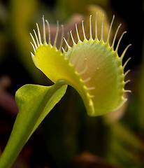 Image showing carnivorous plant detail