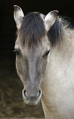 Image showing Tarpan portrait