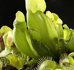 Image showing carnivorous plants