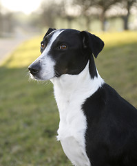 Image showing black and white dog