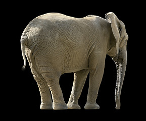 Image showing african elephant