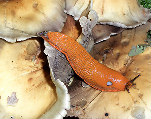 Image showing orange slug and mushrooms