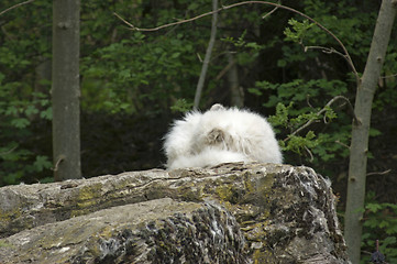 Image showing Arctic Fox resting on rock formation