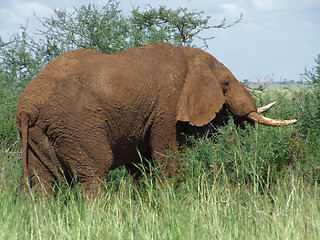 Image showing brown Elephant in Africa