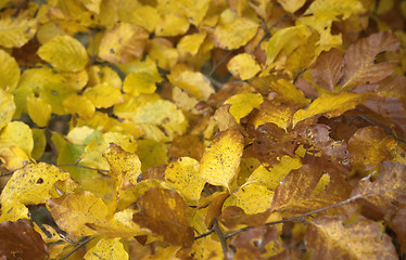 Image showing colorful autumn leaves