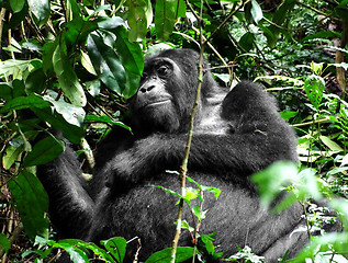 Image showing Gorilla in green vegetation