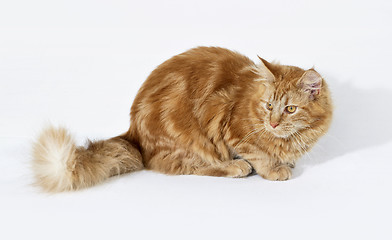 Image showing red Maine Coon kitten